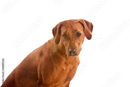 Beautiful dog rhodesian ridgeback isolalted