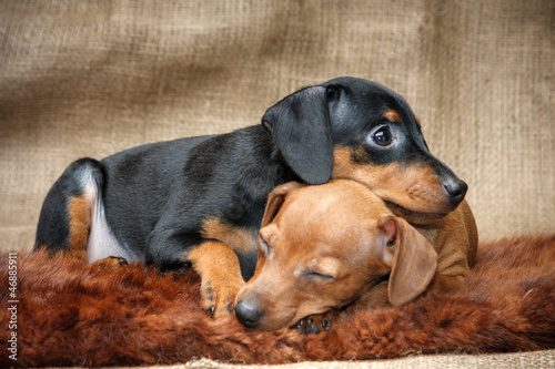 Miniature Pinscher puppies, 2 months old © PozitivStudija