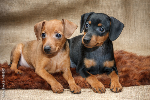 Miniature Pinscher puppies, 2 months old