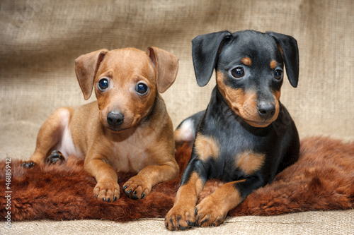Miniature Pinscher puppies, 2 months old