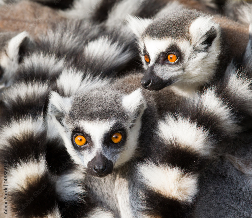 Obraz premium Ring-tailed lemurs (Lemur catta) huddle together
