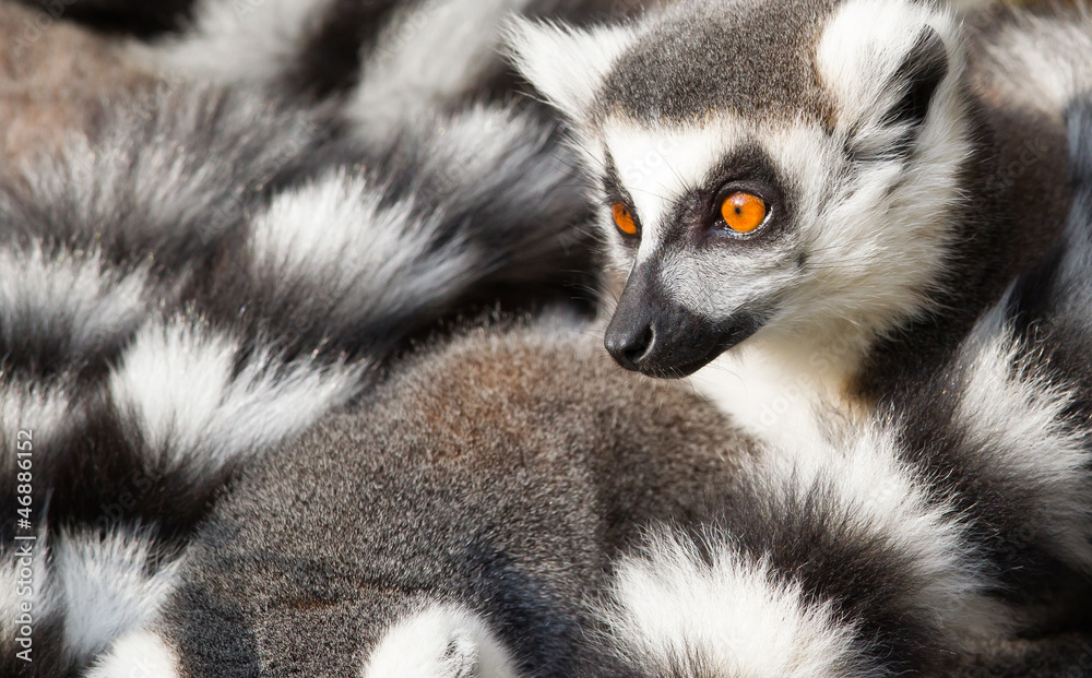 Fototapeta premium Ring-tailed lemurs (Lemur catta) huddle together