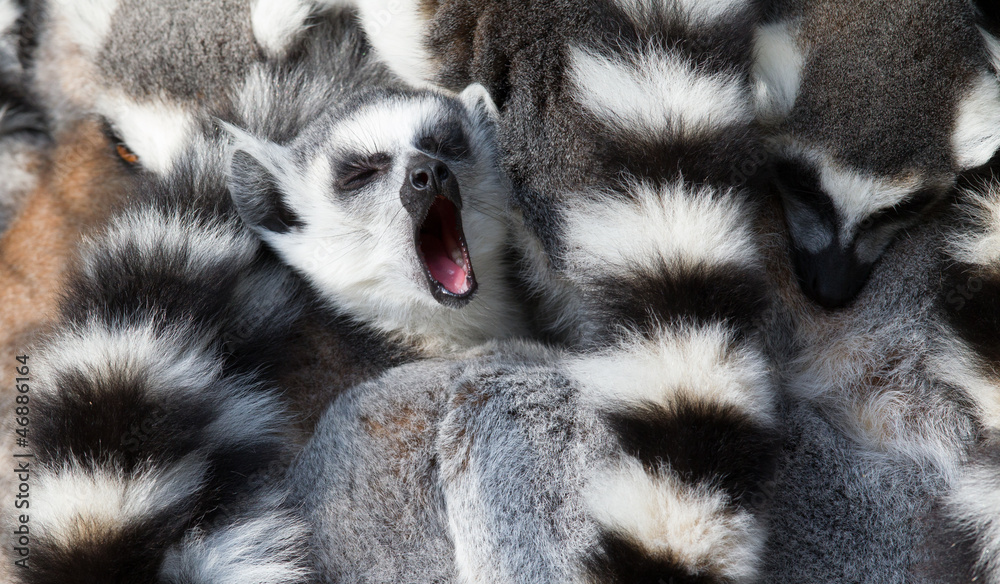 Obraz premium Ring-tailed lemurs (Lemur catta) huddle together