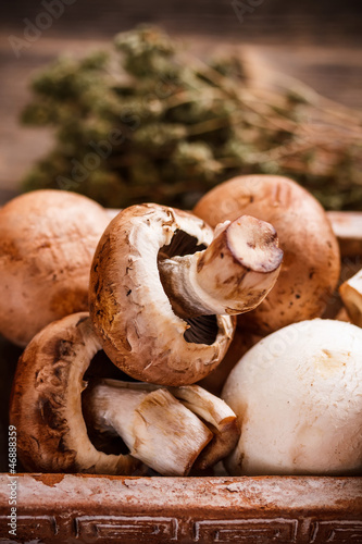 Edible mushrooms