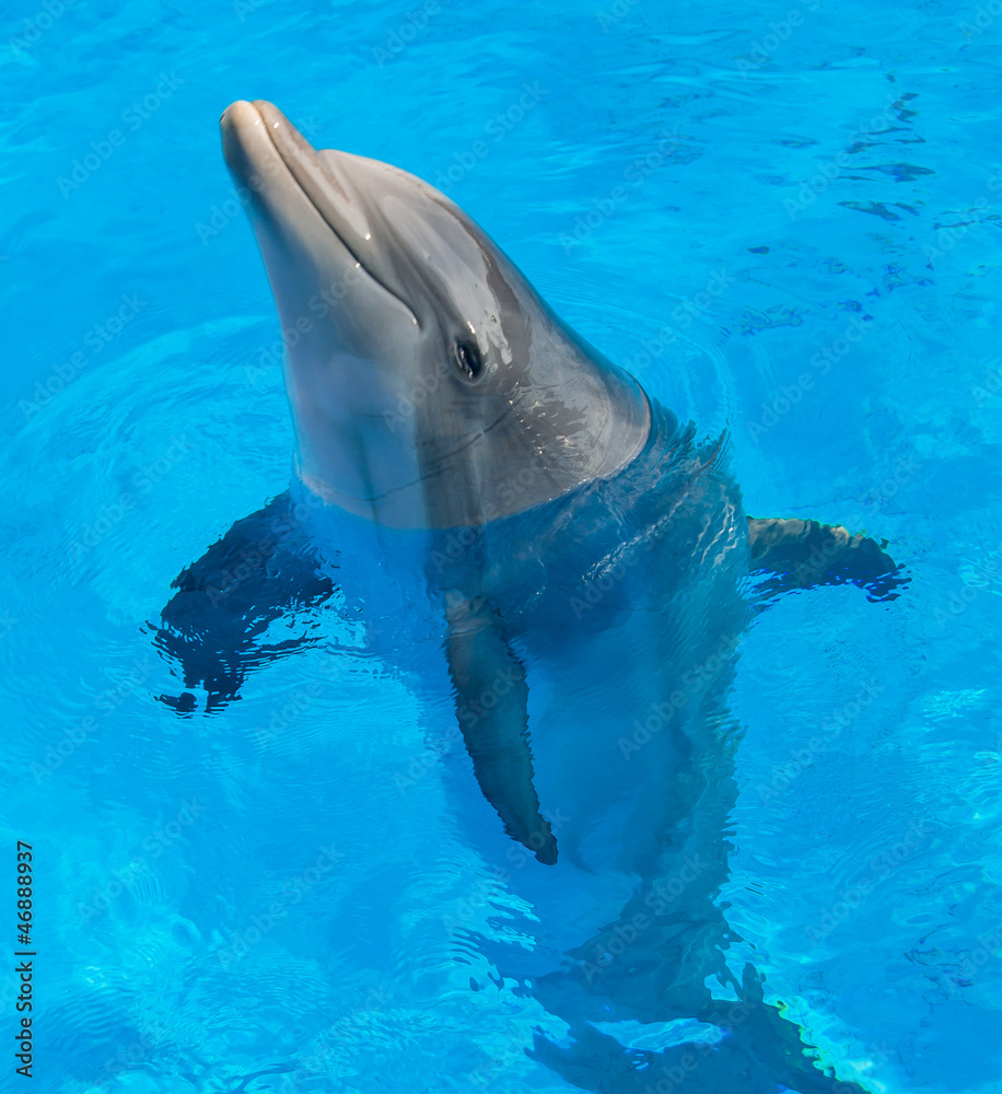 Naklejka premium dauphin