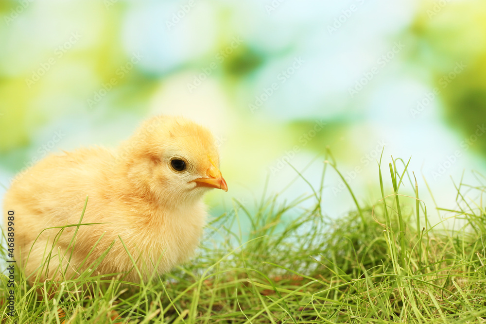 beautiful little chicken on green grass in garden