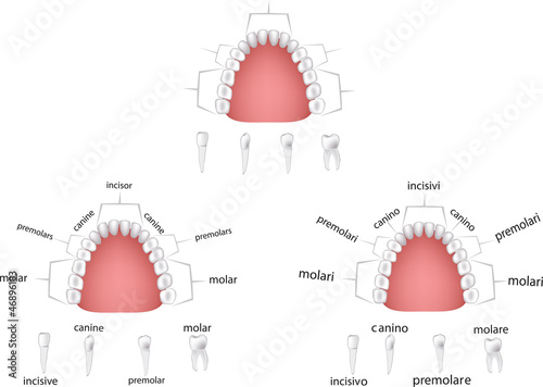 apparato dentale -dental apparatus