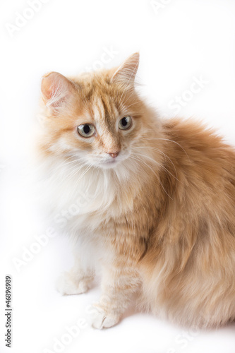 cat on the white background