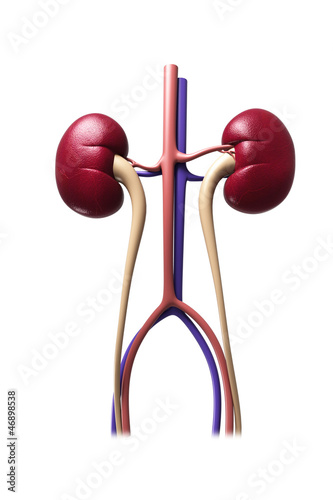 Human kidney structure