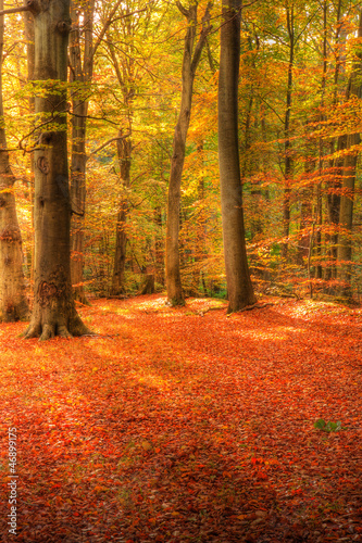 Vibrant Autumn Fall forest landscape image #46899175