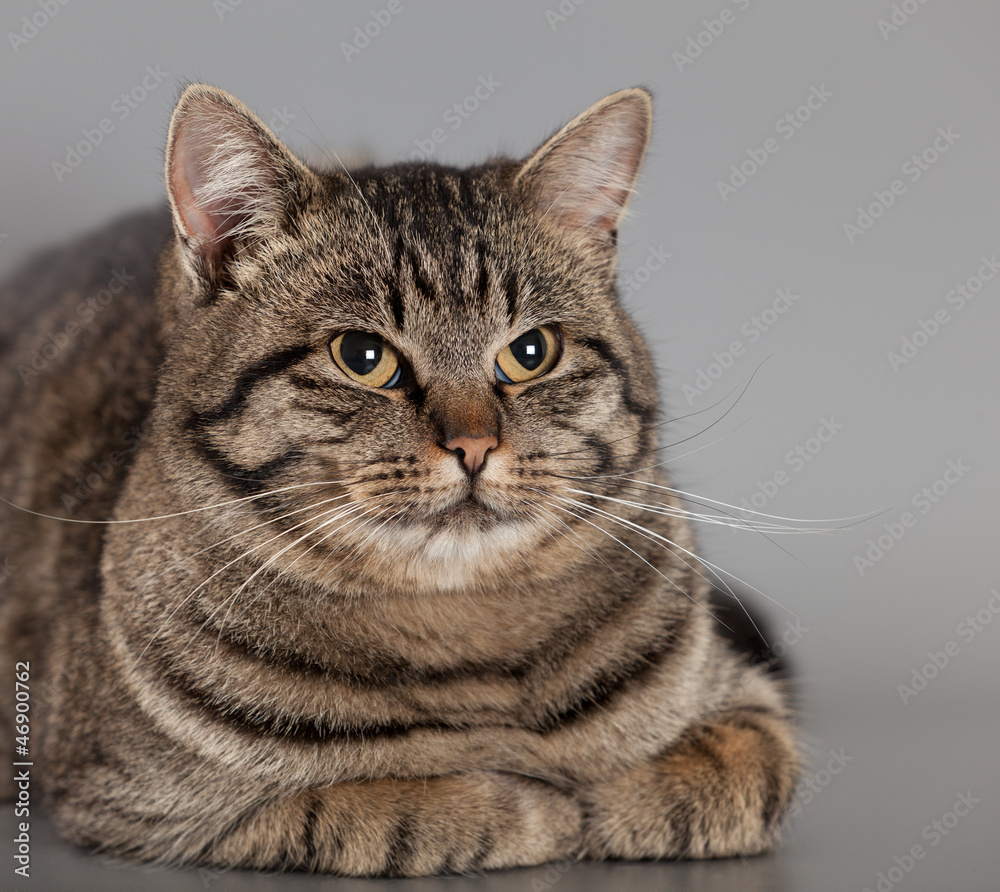 Adult cat on a gray background