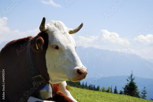 Cow With Cowbell