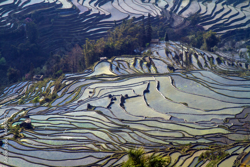 Rice Terraces