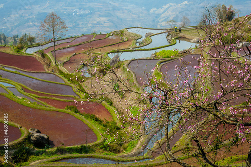 Rice Terraces