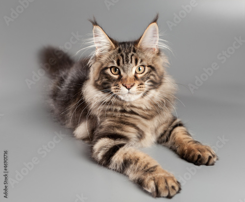 Kitten on a gray background. Maine Coon