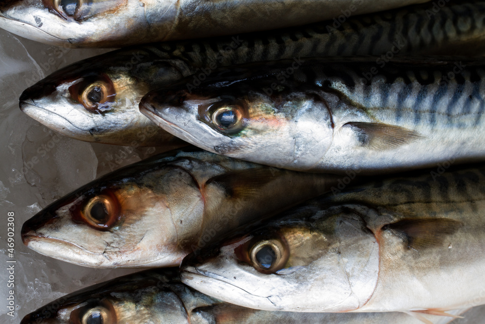 Fresh mackerel fish in ice - seafood in market Fresh mackerel fish in ice - seafood in market