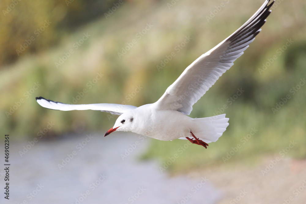 Fototapeta premium seguall in flight