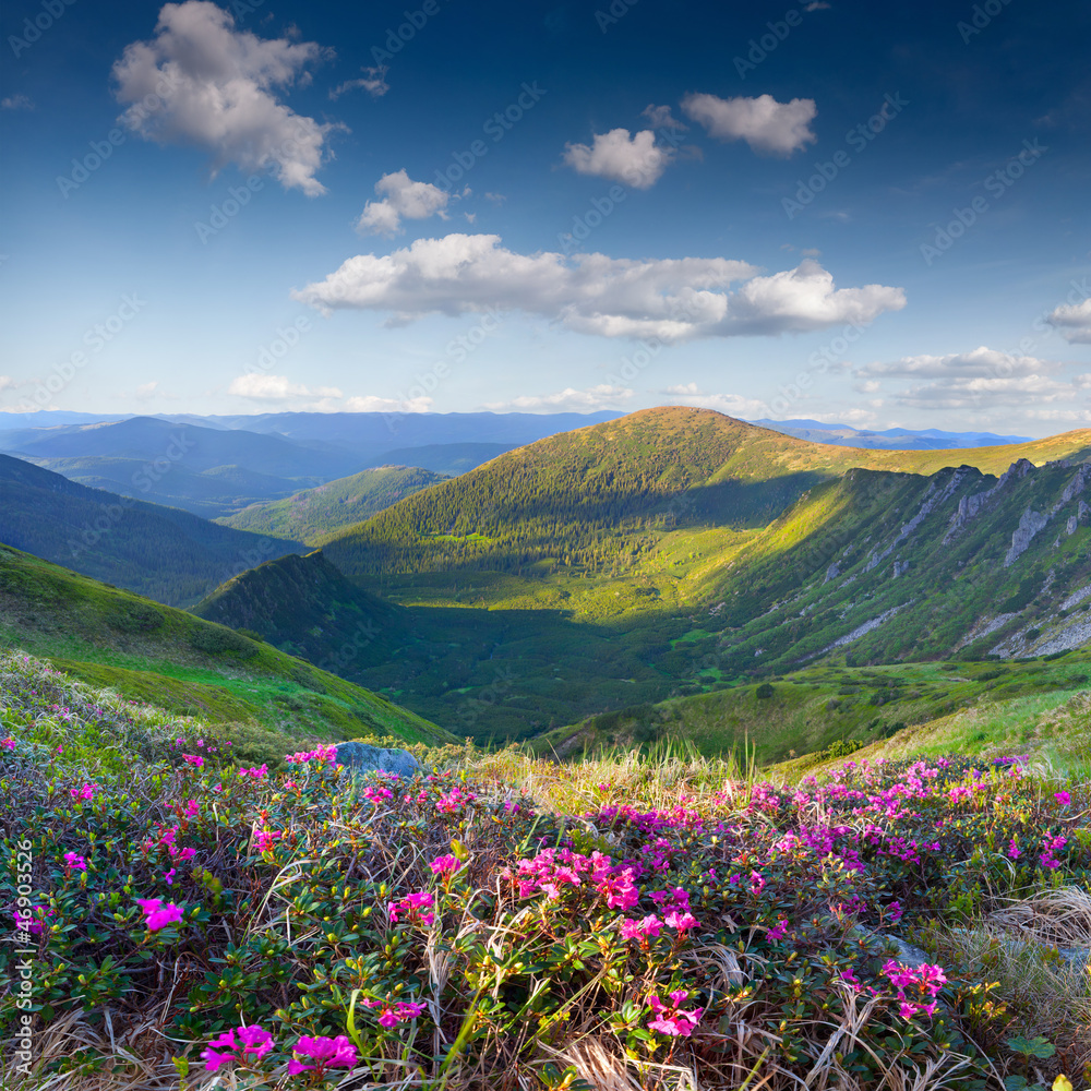 Magic pink rhododendron flowers on summer mountain