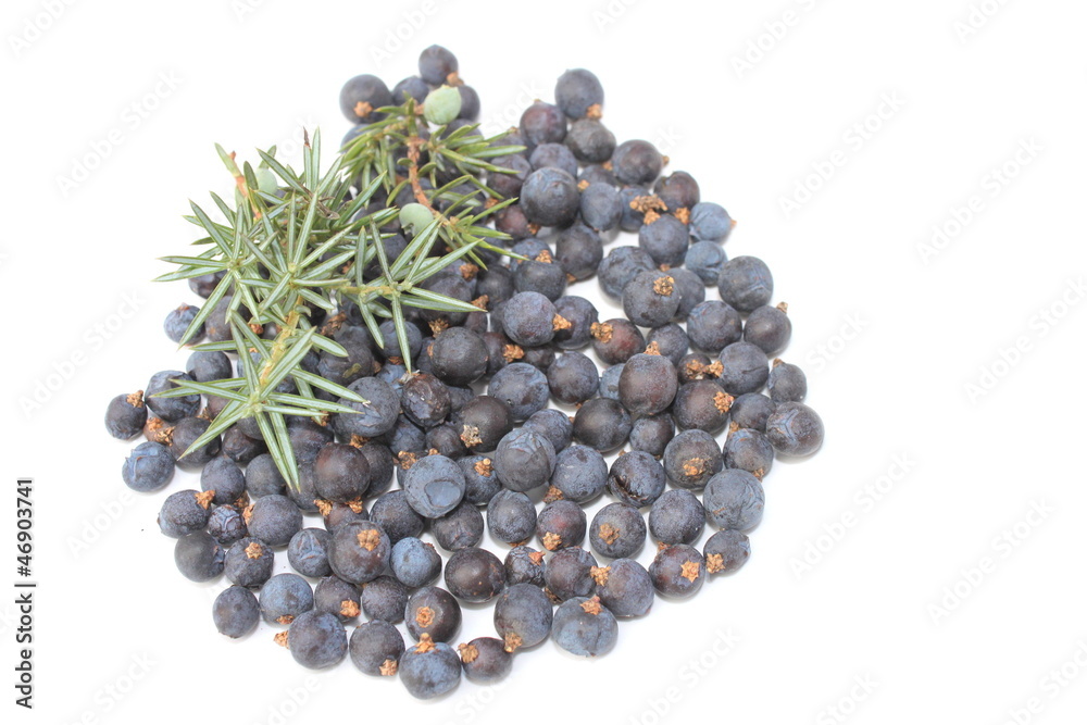 juniper
