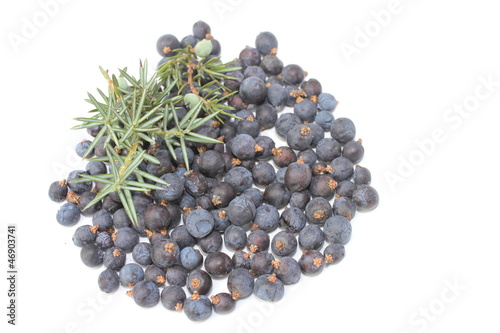 Obraz na płótnie juniper w salonie