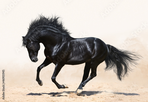 Fototapeta Czarny, galopujący koń
