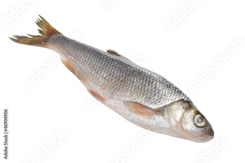 Photography Dace Fish Isolated on White Background