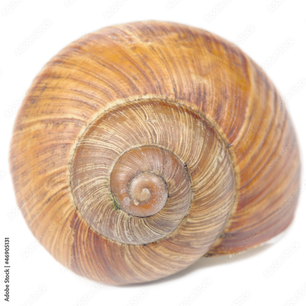 Roman Snail Shell Isolated on White Background Roman Snail Shell Isolated on White Background