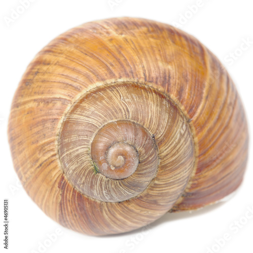 Roman Snail Shell Isolated on White Background