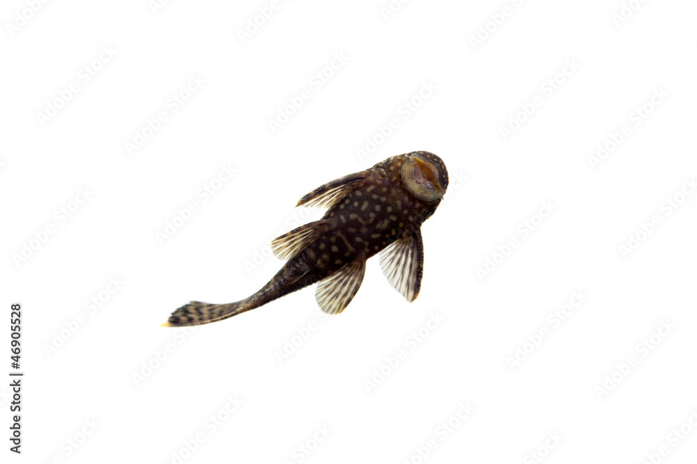 Aquarium Fish Bushymouth catfish (Ancistrus dolichopterus) - obrazy, fototapety, plakaty 