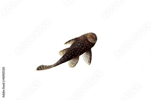 Aquarium Fish Bushymouth catfish (Ancistrus dolichopterus) photo