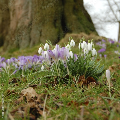 Krokusse und Schneeglöckchen
