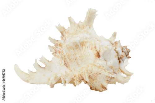 Sea Shell Isolated On White Background