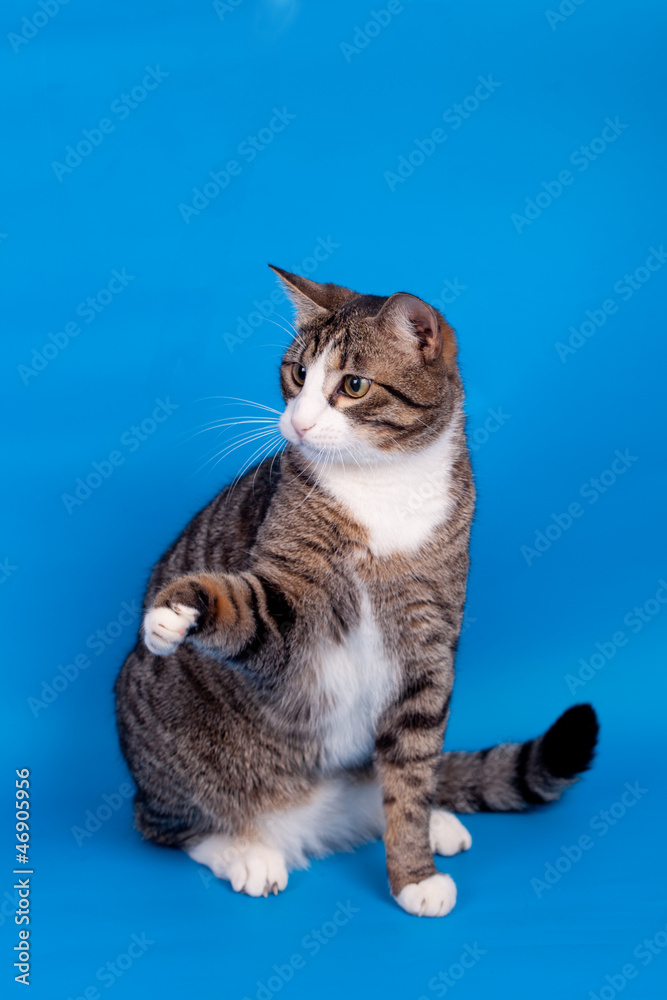 Playful tabby cat on the blue background