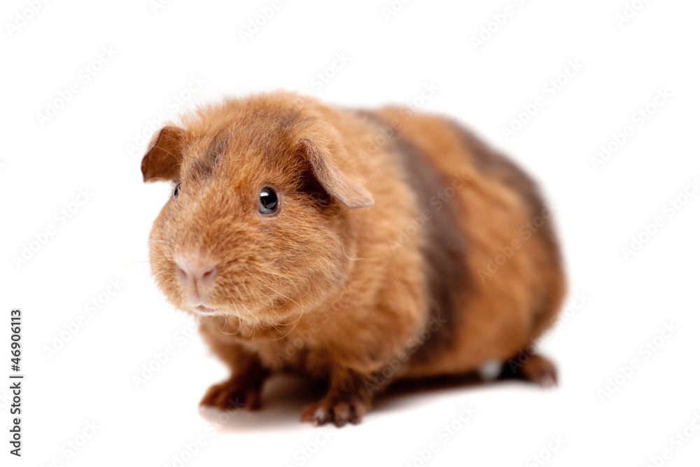 Teddy guinea pig, isolated on the white background Teddy guinea pig, isolated on the white background