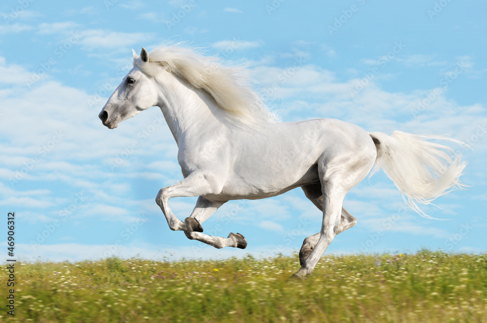 White horse runs gallop on the meadow