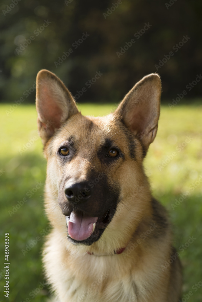 young purebreed alsatian dog in park