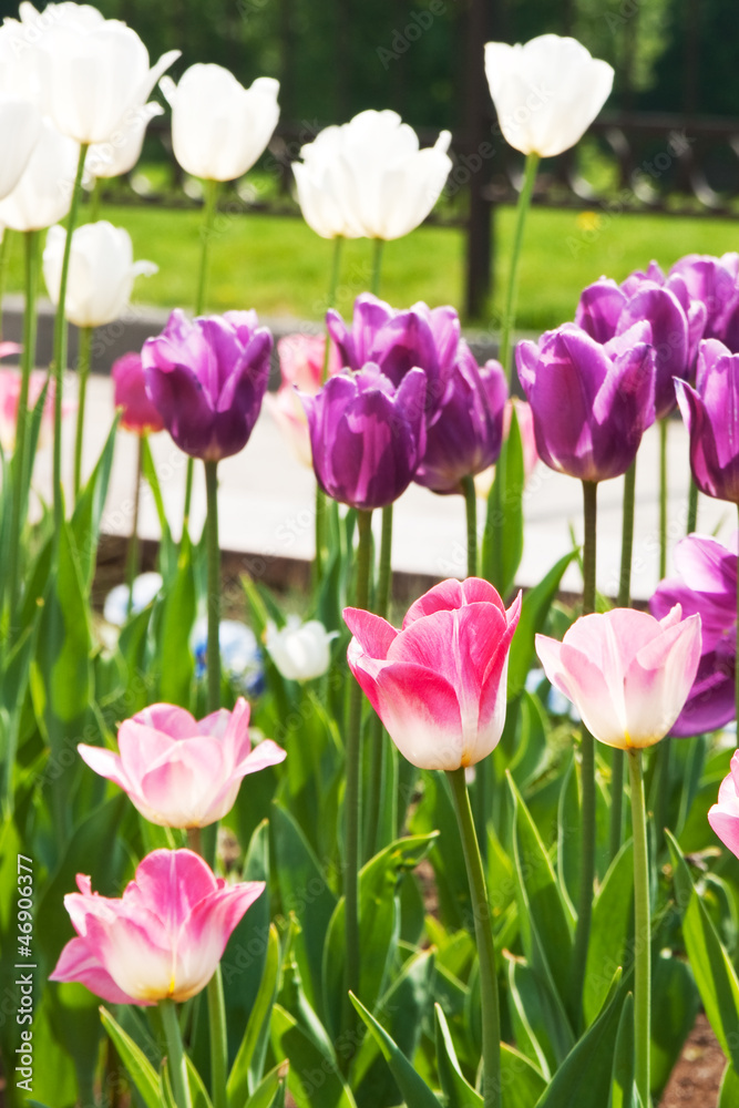 Fototapeta premium tulips