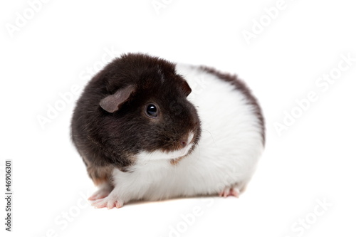 Teddy Guinea pig isolated on the white background