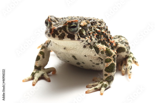 green toad (Bufo viridis) over white