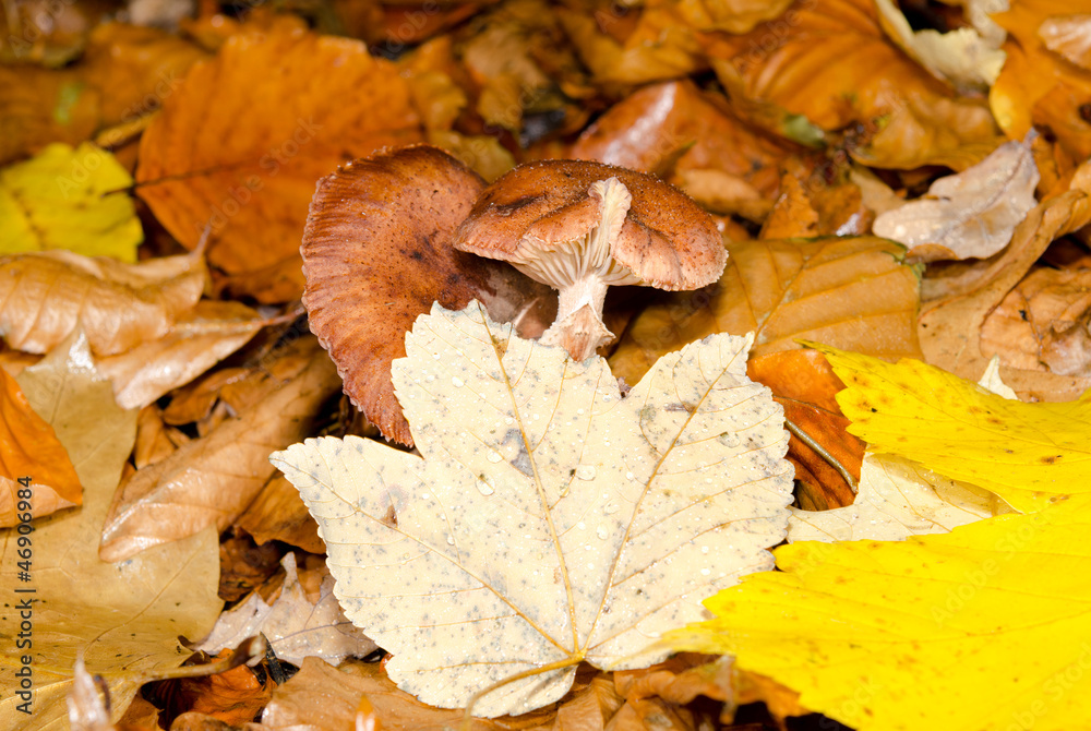 Pilze durchstossen Herbstlaub