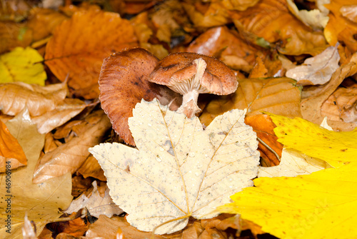 Pilze durchstossen Herbstlaub