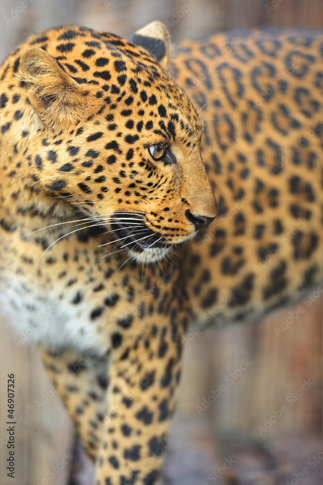 Obraz premium Leopard