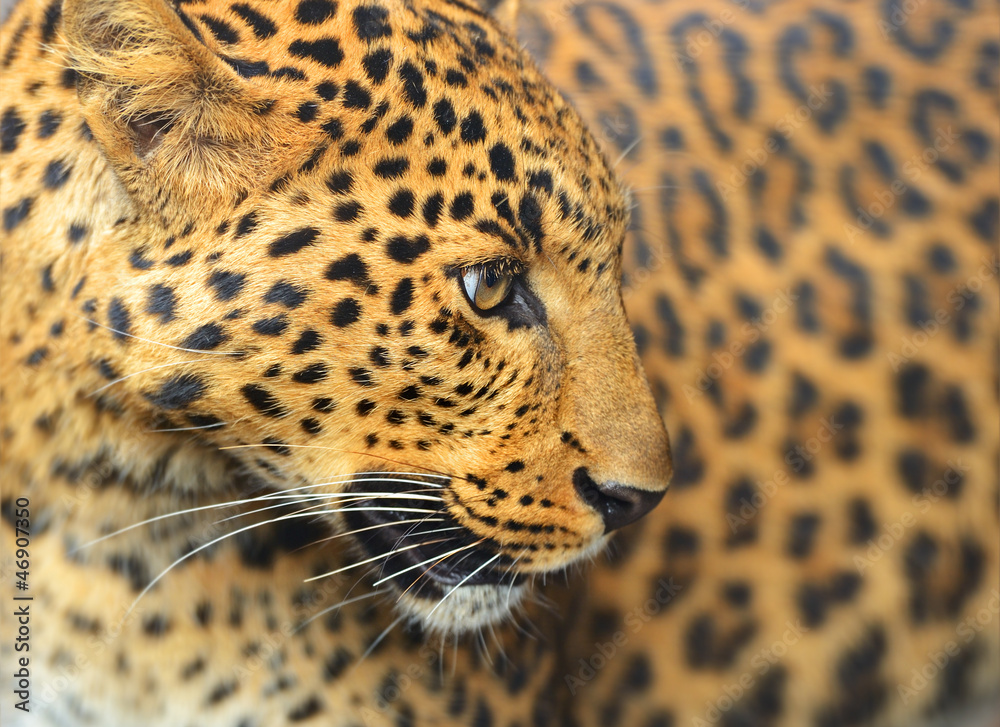 Leopard