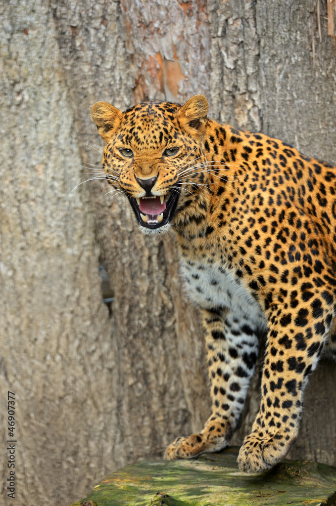 Leopard Leopard