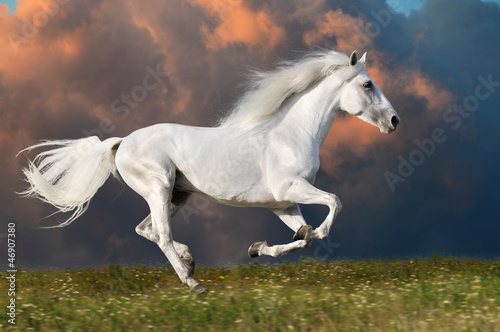 White horse runs on the dark sky background