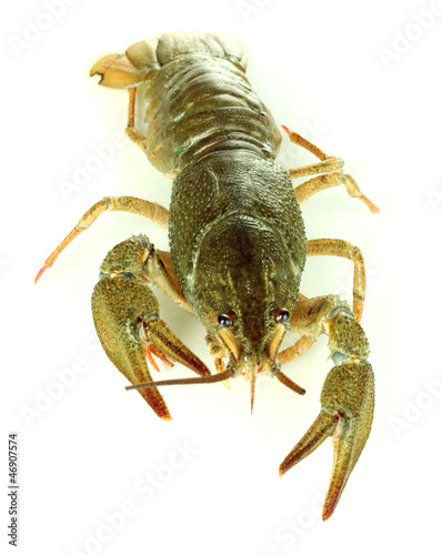 Alive crayfish isolated on white close-up
