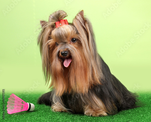 Beautiful yorkshire terrier with lightweight object used in