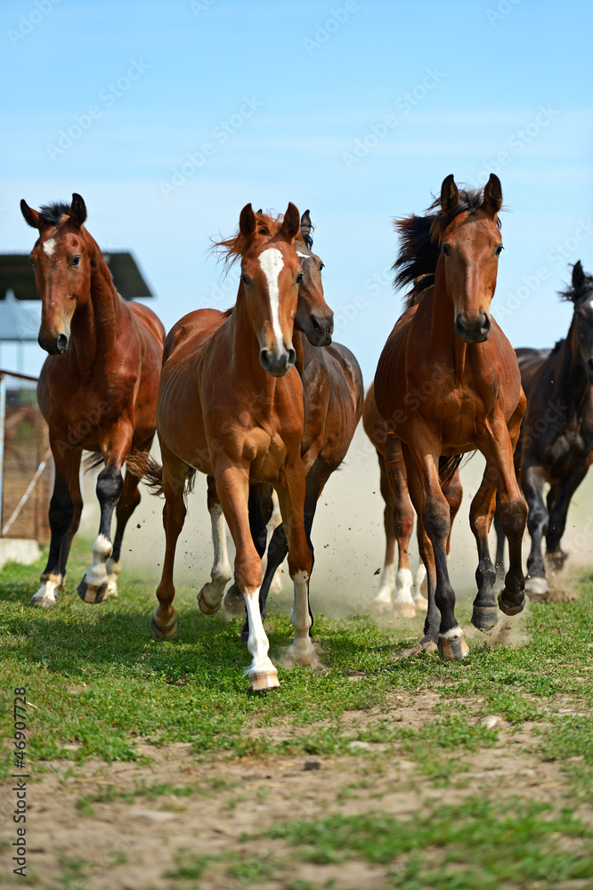Horse