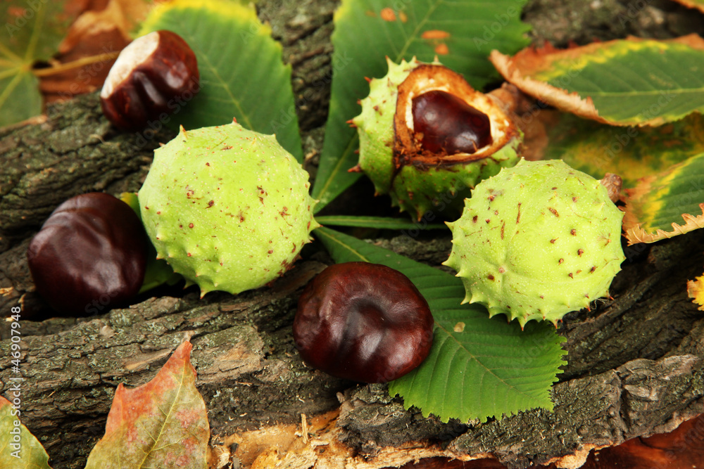 Chestnuts with autumn dried leaves and bark, Chestnuts with autumn dried leaves and bark,