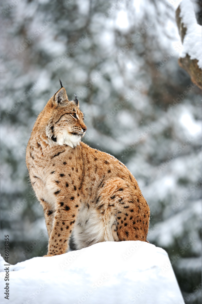 Fototapeta premium Lynx winter